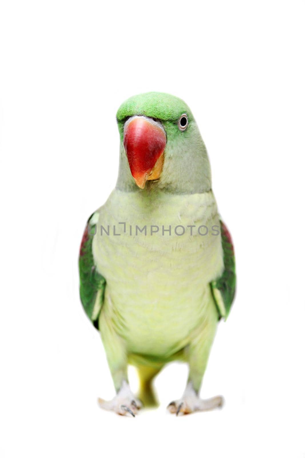 Big green ringed or Alexandrine parakeet - Psittacula eupatria - female isolated over white background