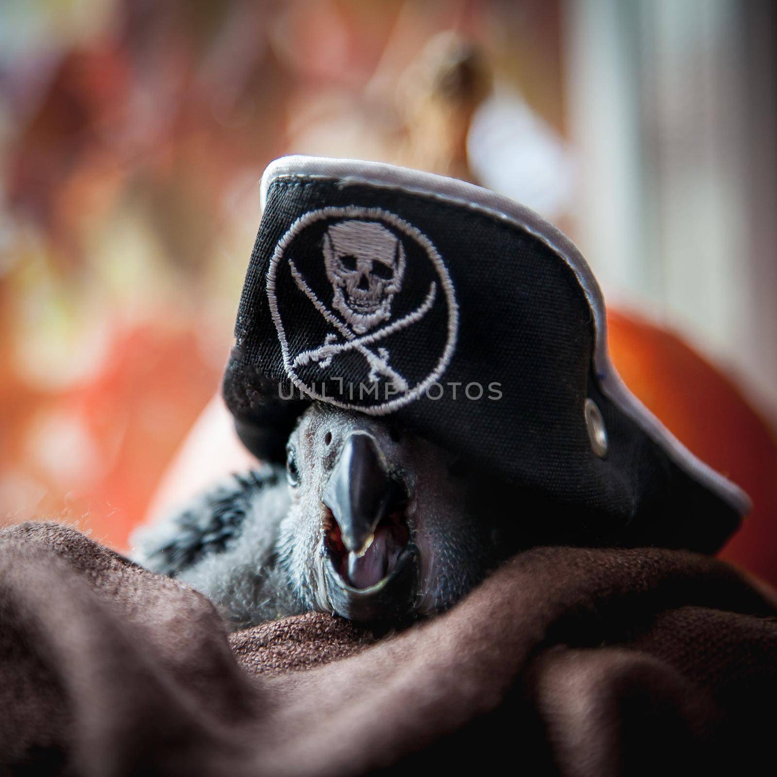 Happy Halloween. African Grey Parrot baby with a pirats hat and pumpkins by RosaJay