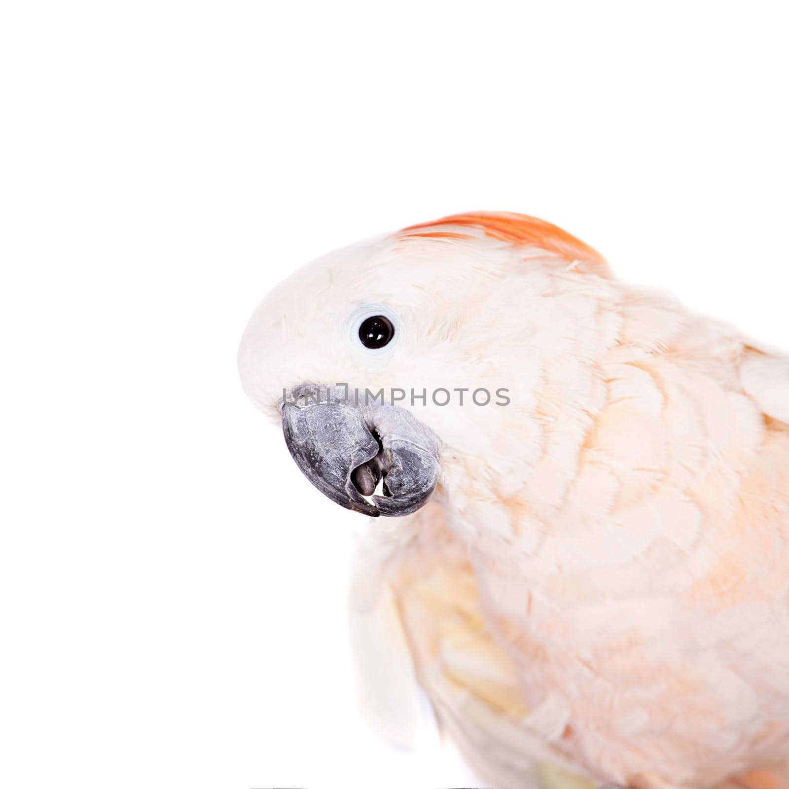 The salmon-crested cockatoo on white by RosaJay