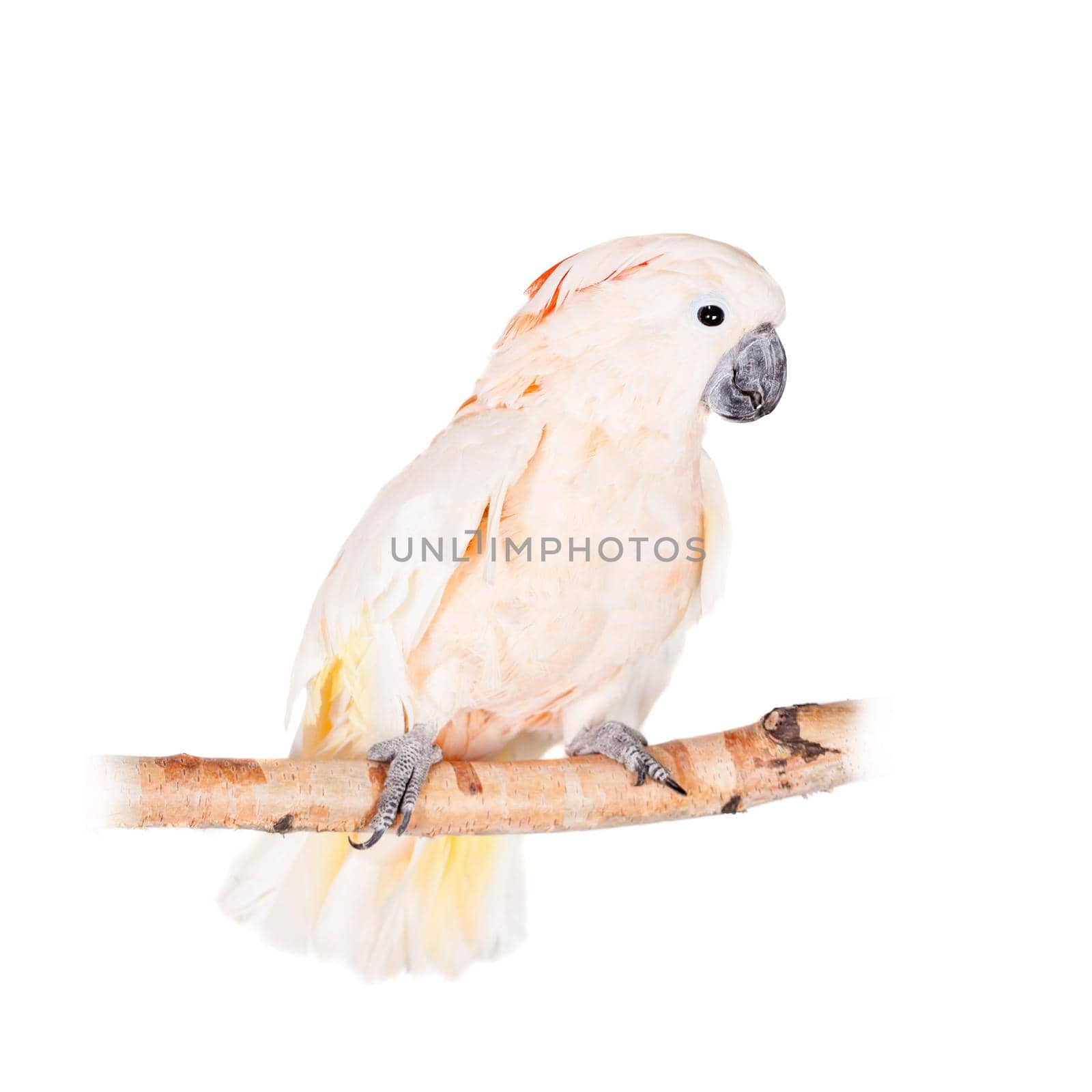 The salmon-crested cockatoo on white by RosaJay