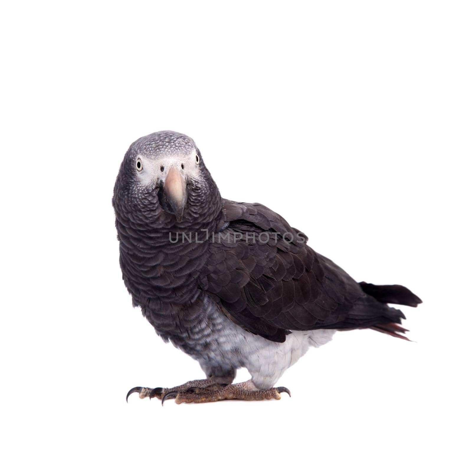 African Grey Parrot isolated on white by RosaJay