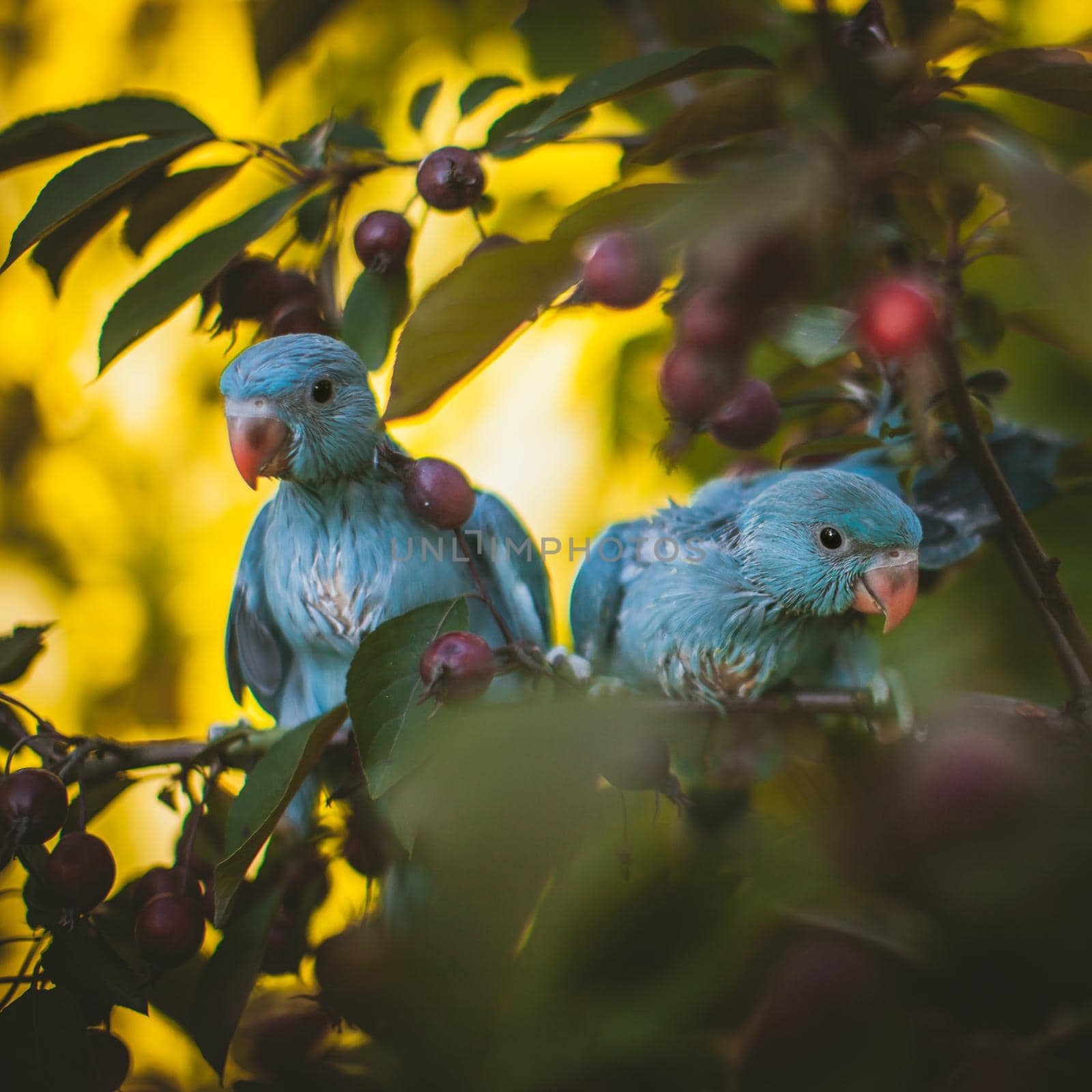 Two blue rose-ringed or ring-necked parakeets on the branch in summer garden by RosaJay