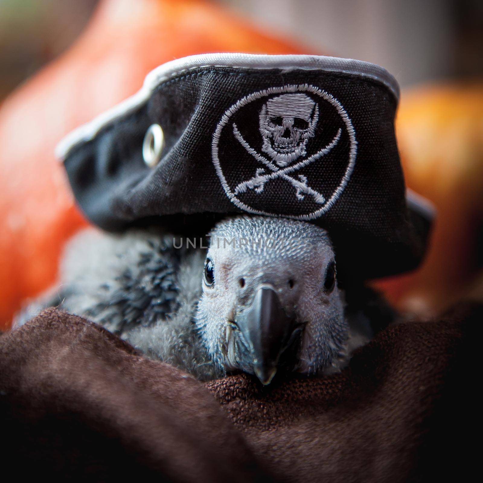 Happy Halloween. African Grey Parrot baby with a pirats hat and pumpkins by RosaJay