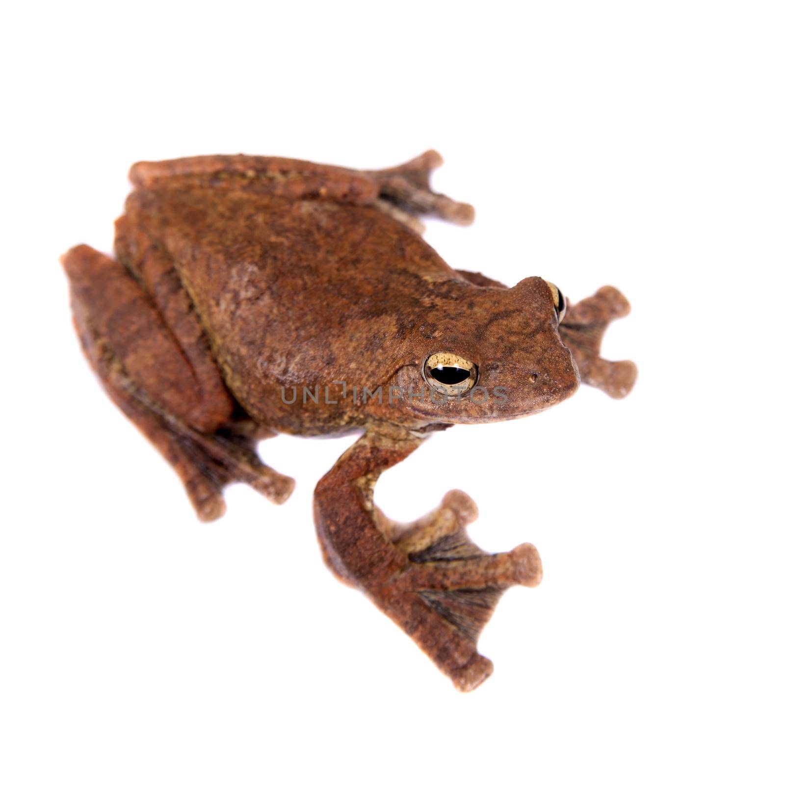 Annam flying frog, Rhacophorus annamensis, on white by RosaJay