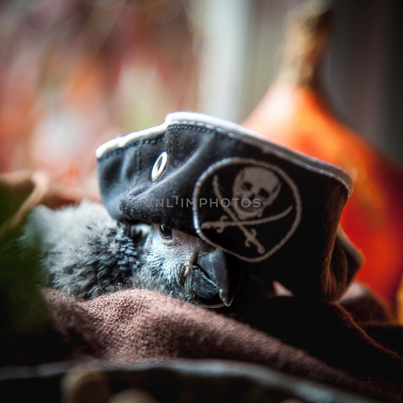 Happy Halloween. African Grey Parrot baby with a pirats hat and pumpkins by RosaJay