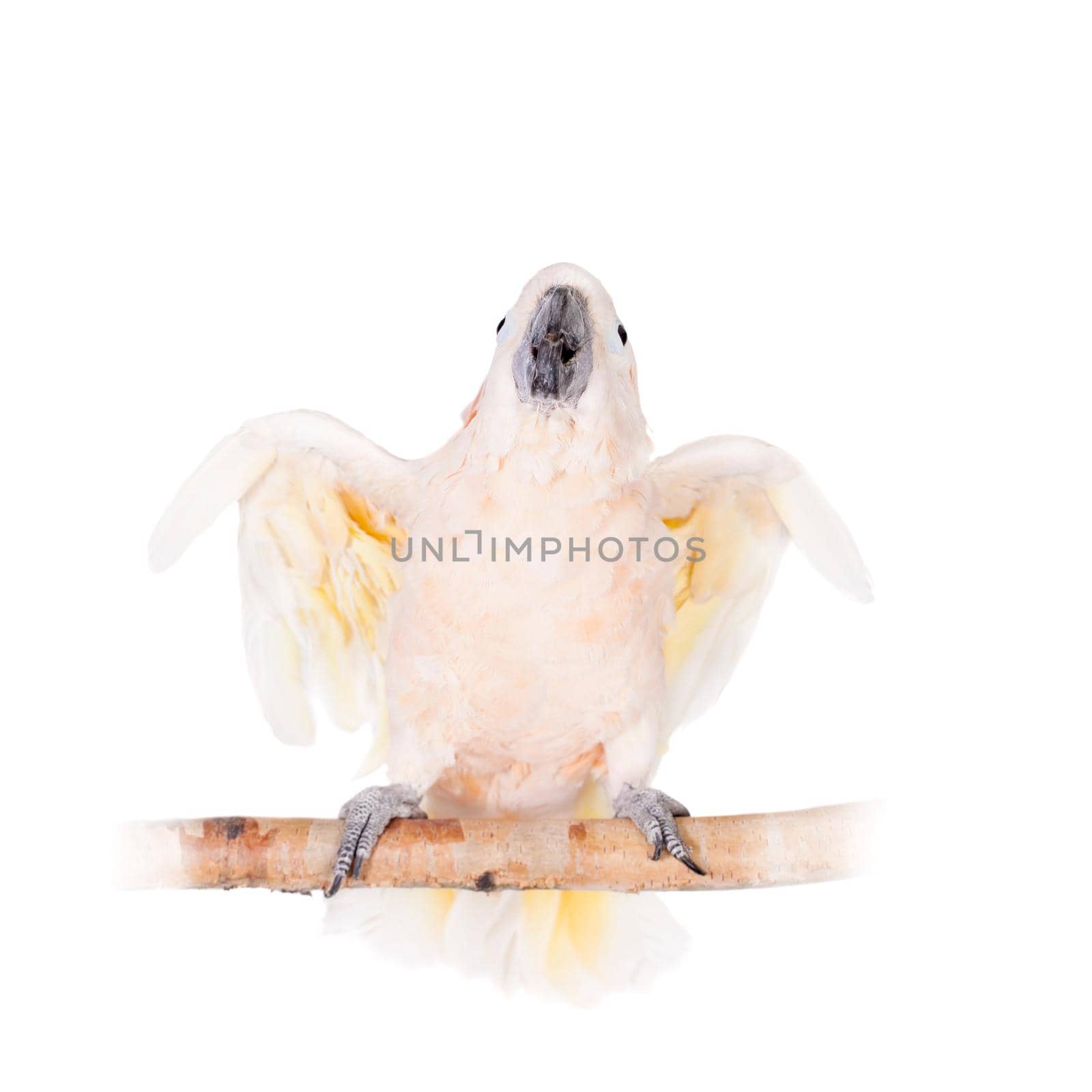 The salmon-crested cockatoo on white by RosaJay