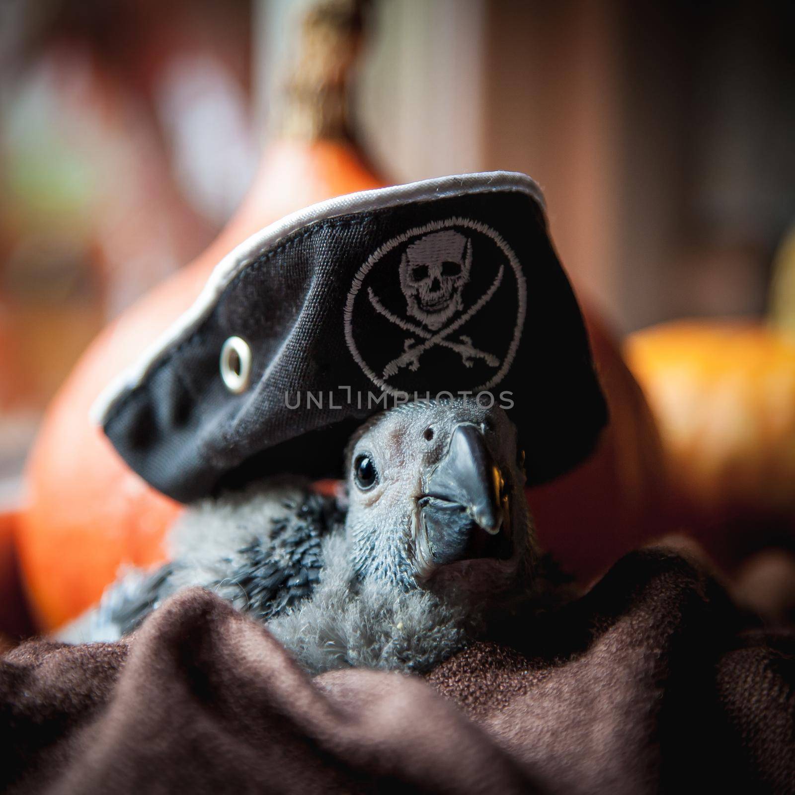 Happy Halloween. African Grey Parrot baby with a pirats hat and pumpkins by RosaJay