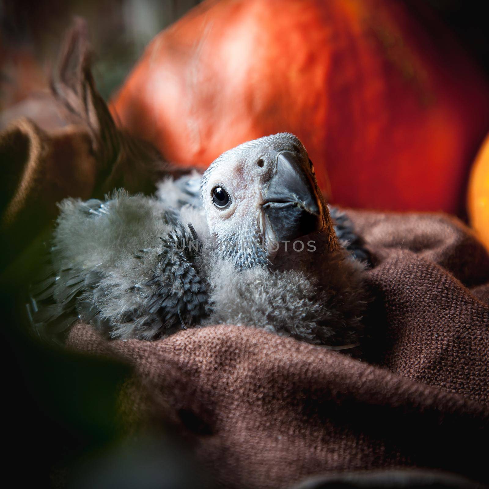 Happy Halloween. African Grey Parrot baby with pumpkins by RosaJay