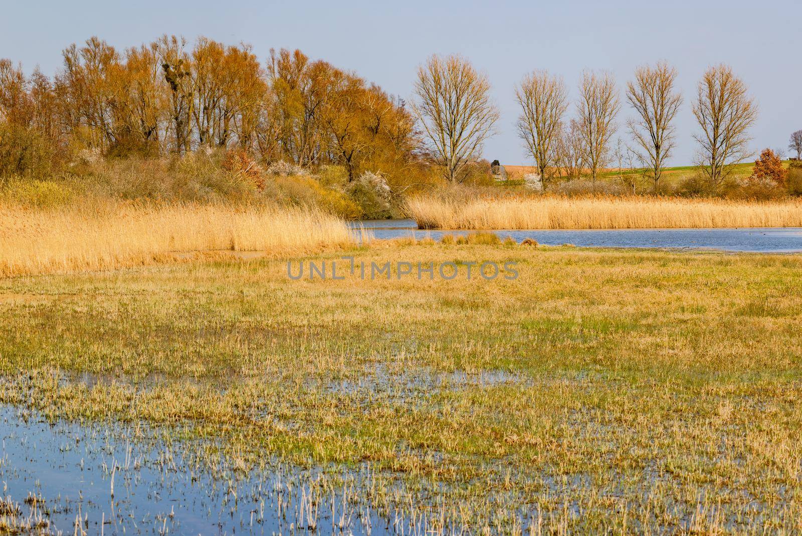 A swamp area on the shore of a standing body of water is an idyllic natural paradise in Germany