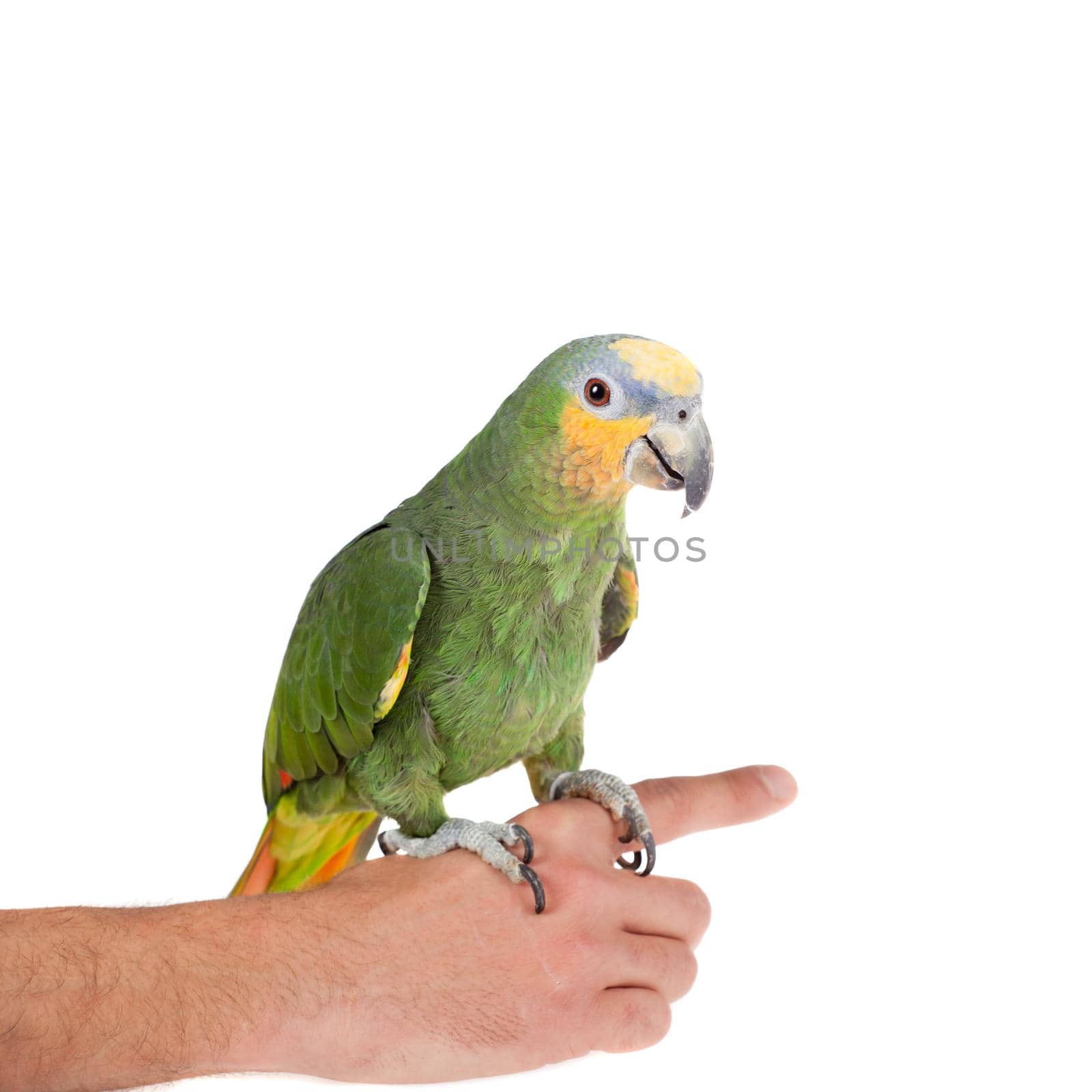 Orange-winged amazon on hand of a white background by RosaJay