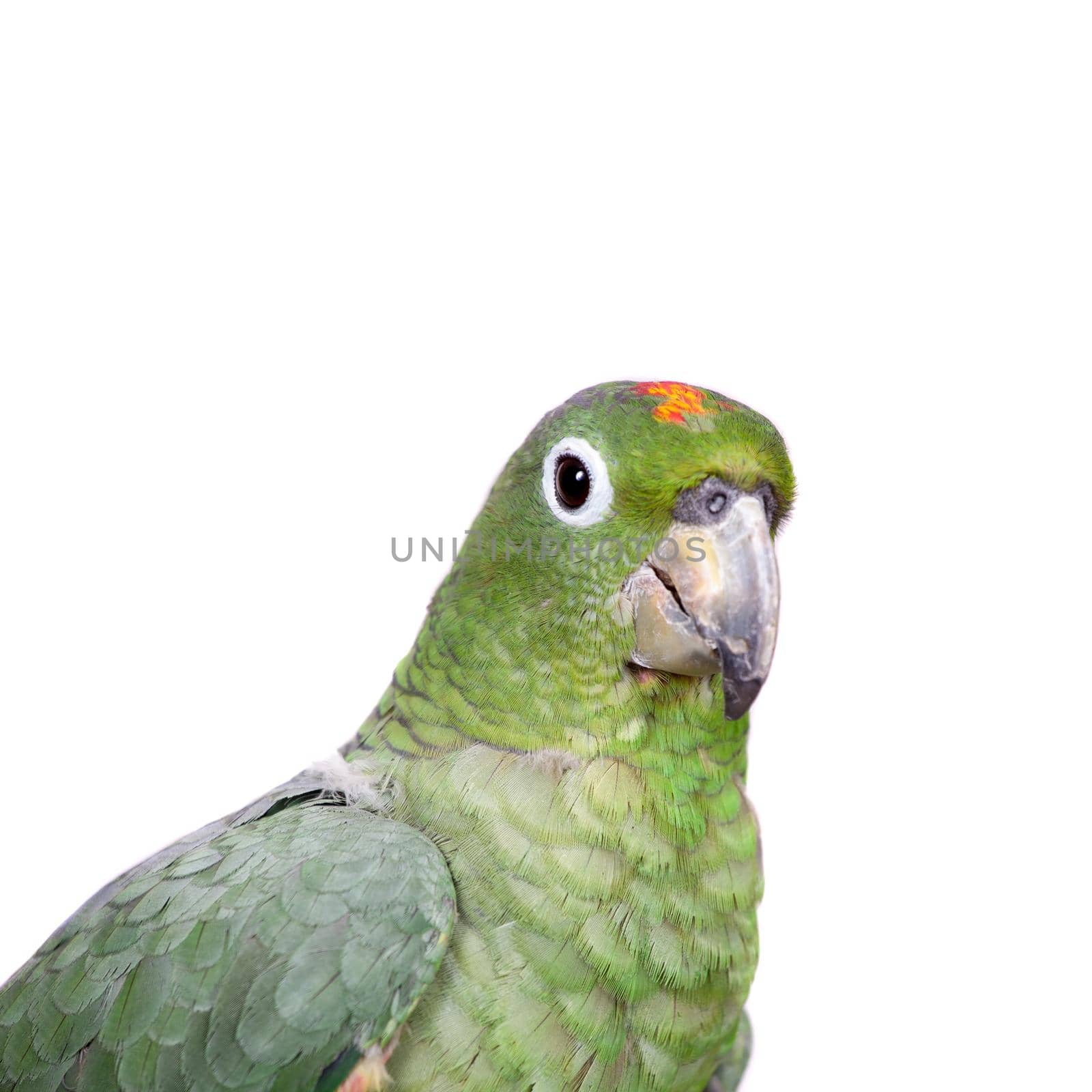 Mealy Amazon, amazona farinosa, isolated on white background