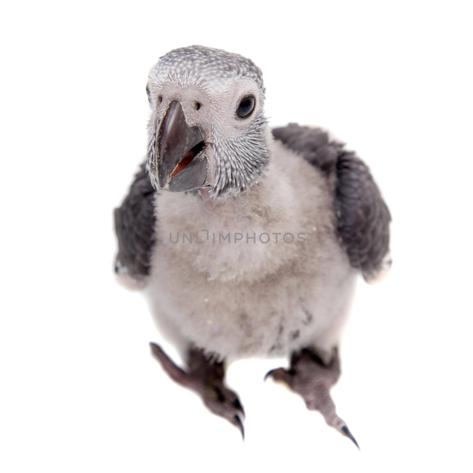 African Grey Parrot, Psittacus erithacus timneh, isolated on white background