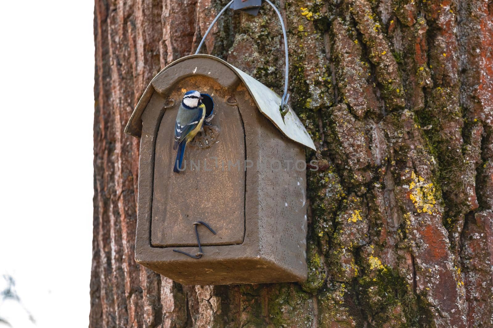 A nest box in rural nature with a blue tit in spring in Germany
