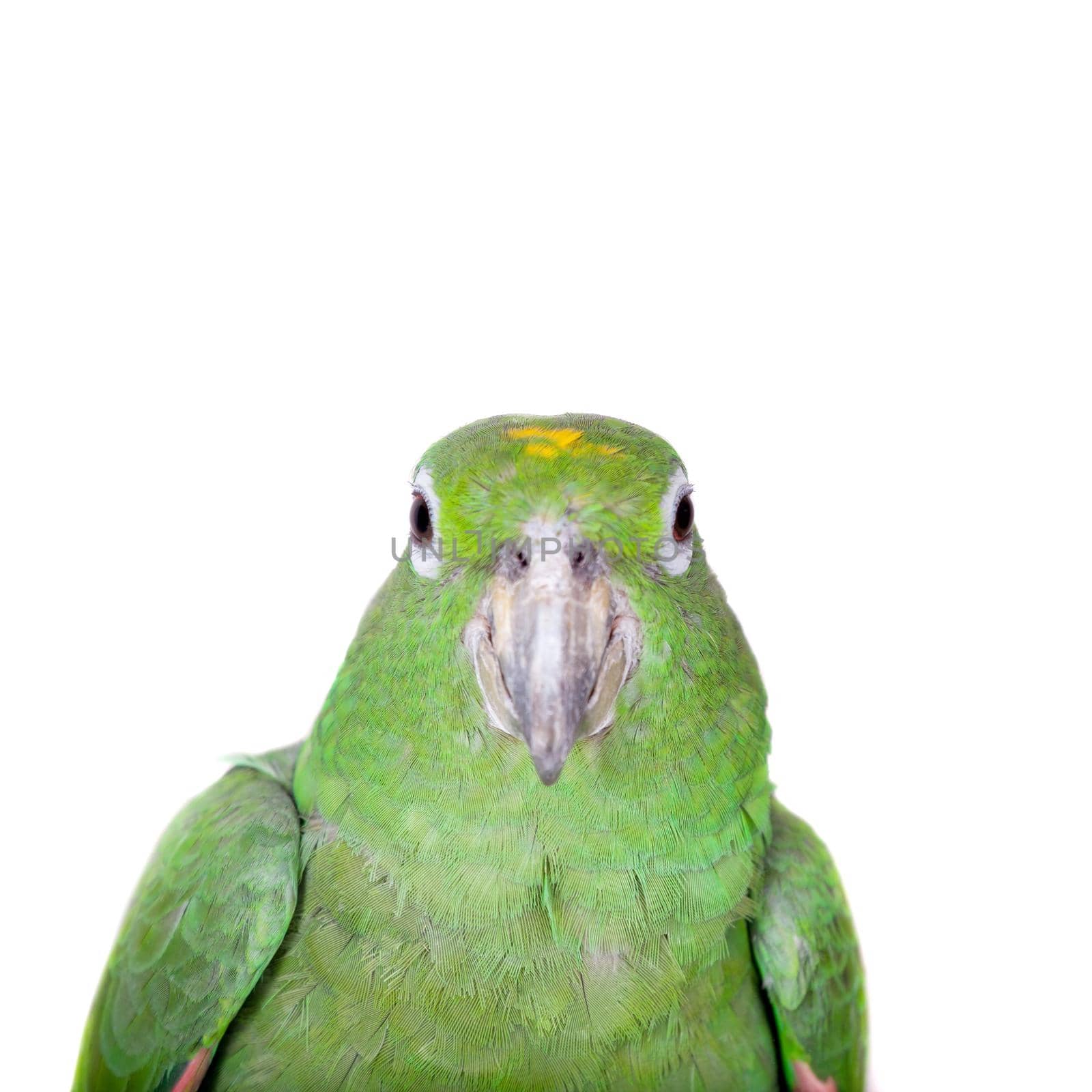 Mealy Amazon, amazona farinosa, isolated on white background