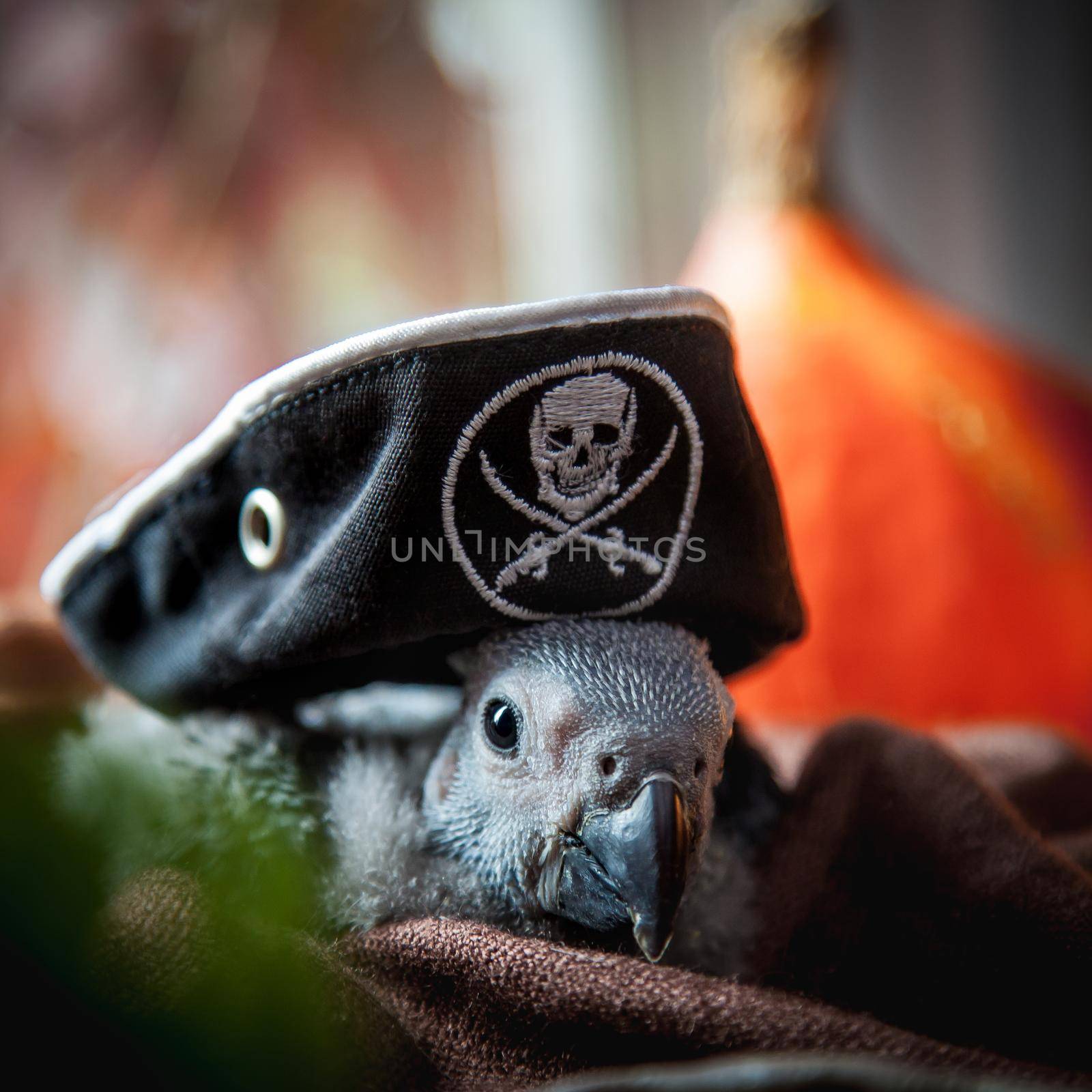 Happy Halloween. African Grey Parrot baby with a pirats hat and pumpkins by RosaJay