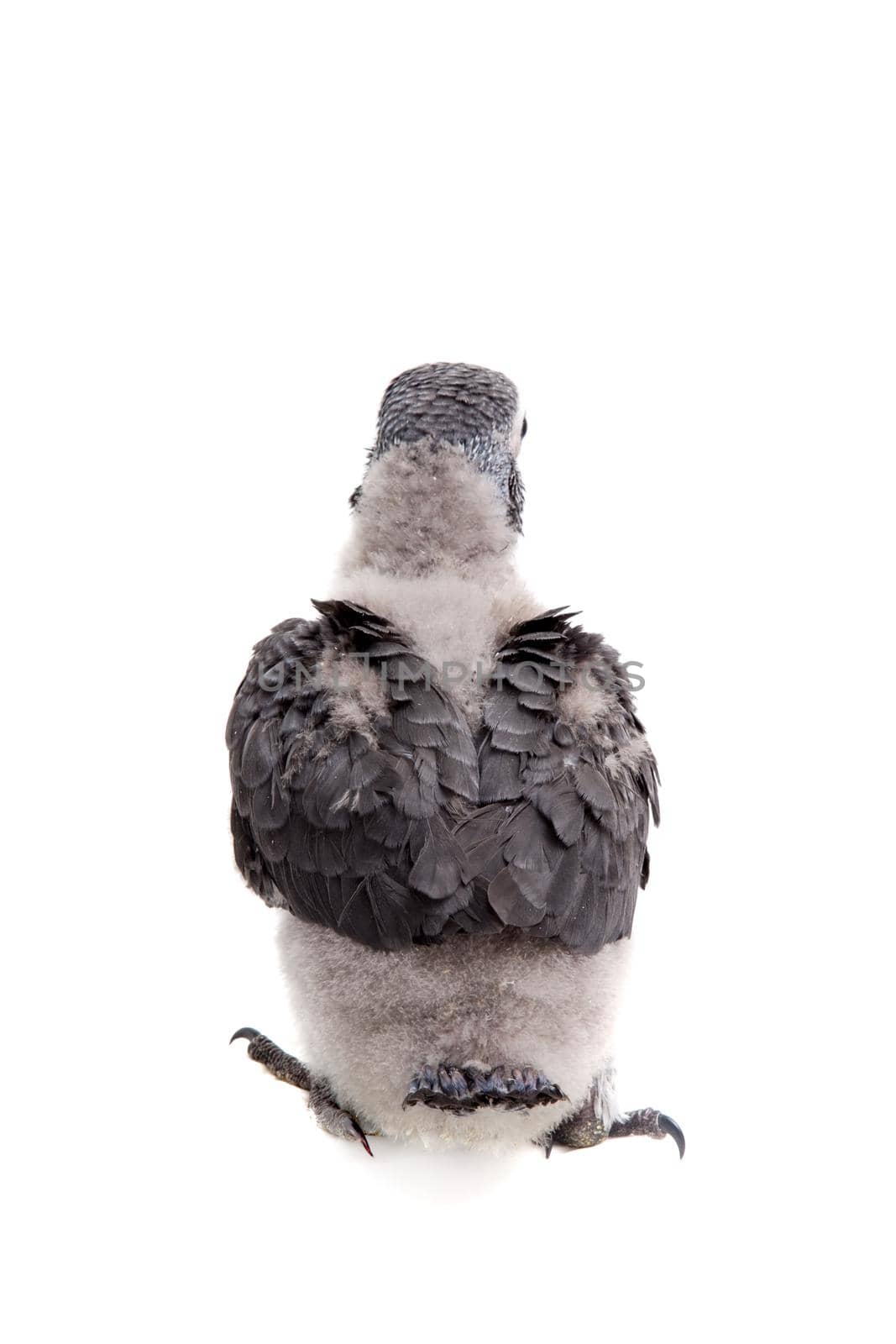 African Grey Parrot, Psittacus erithacus timneh, isolated on white background