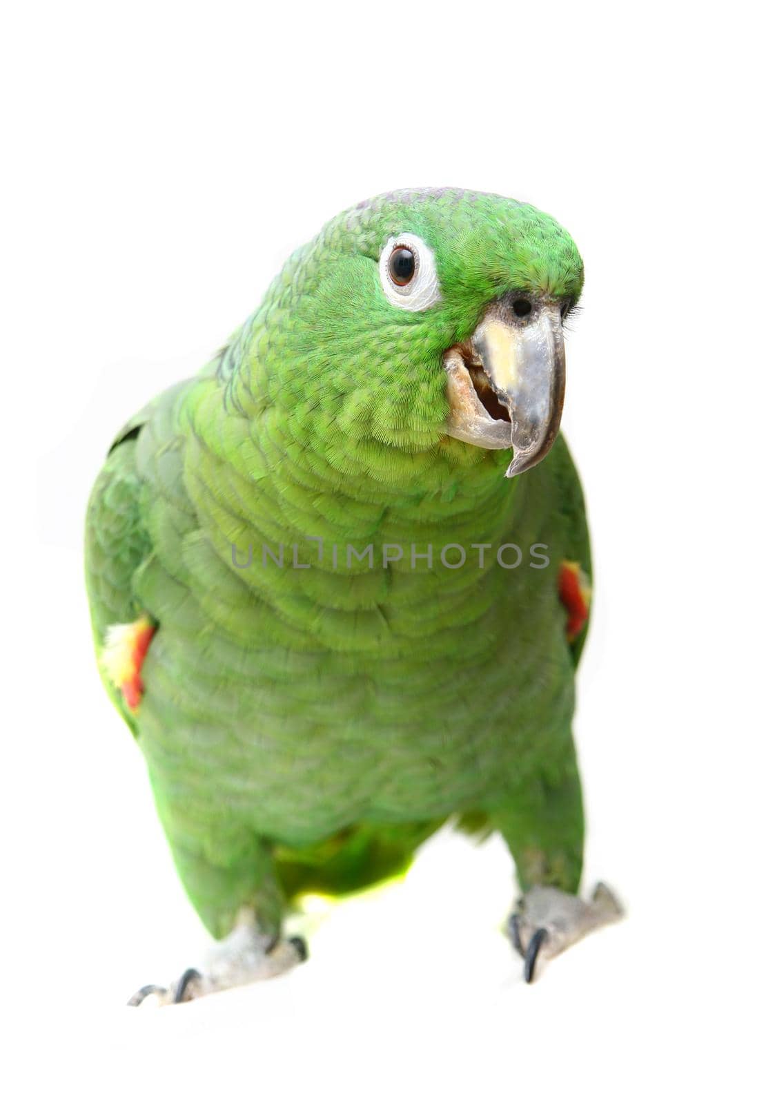 Mealy Amazon parrot, Amazona farinosa, in front of a white background