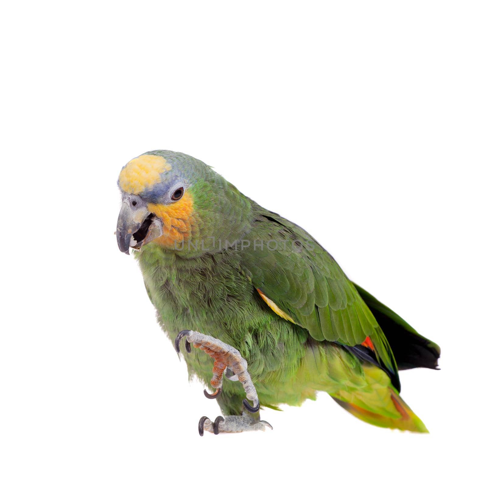 Orange-winged amazon, Amazona amazonika, isolated on the white background