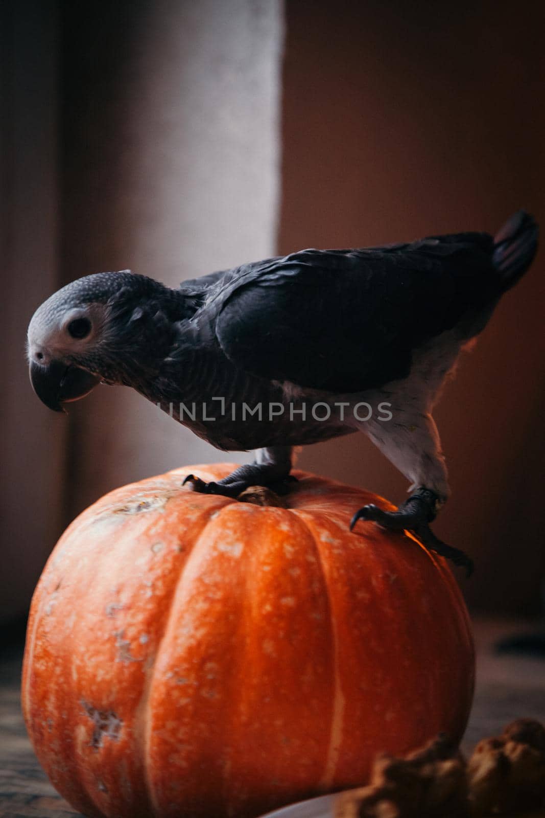 Happy Halloween. African Grey Parrot baby with pumpkin by RosaJay