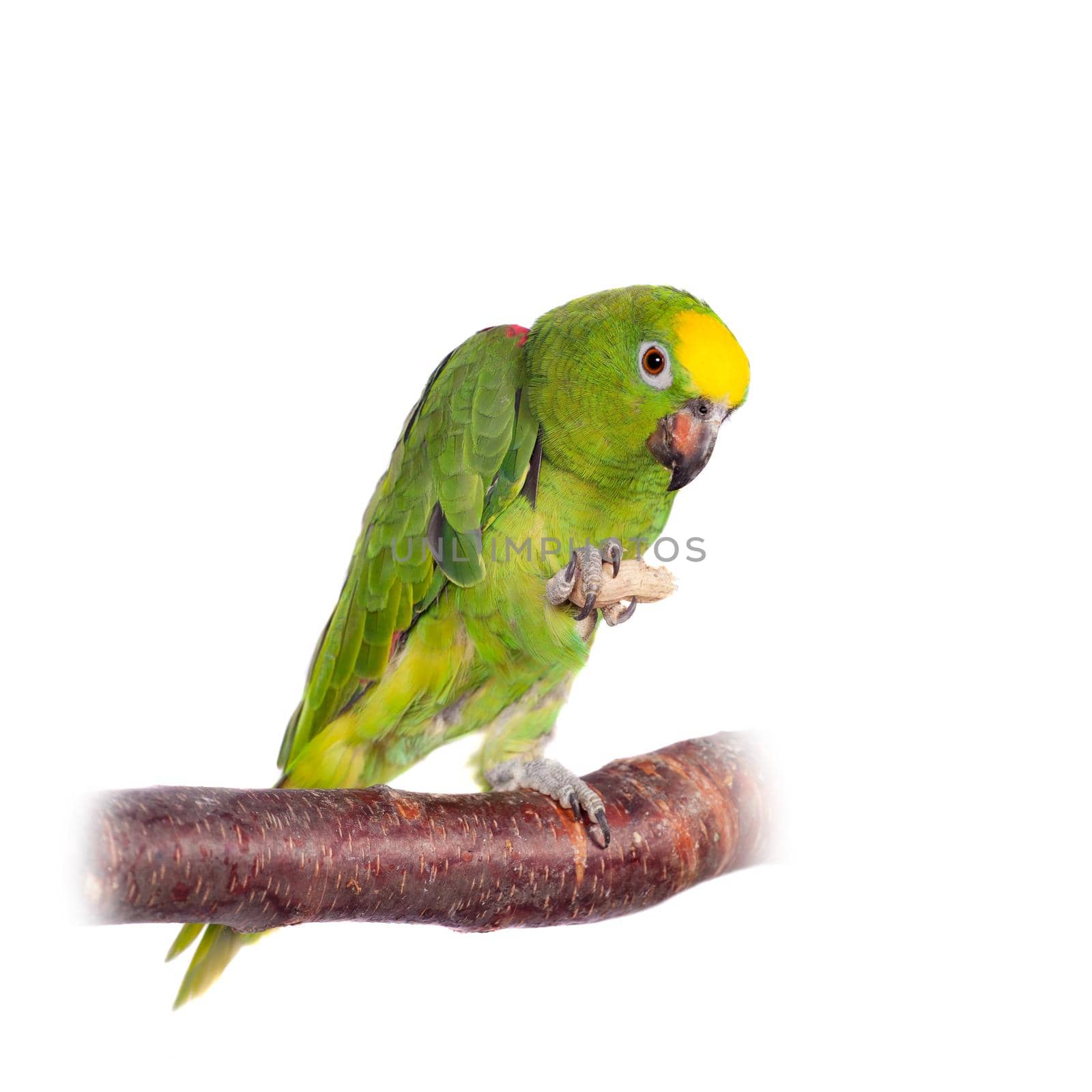 Yellow-crowned amazon, amazona ochrocephala, isolated on white background