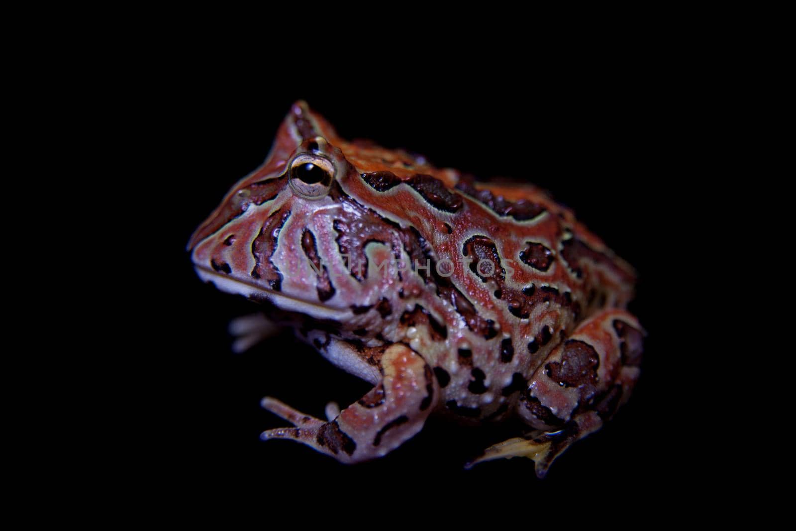 The Fantasy horned froglet isolated on black background