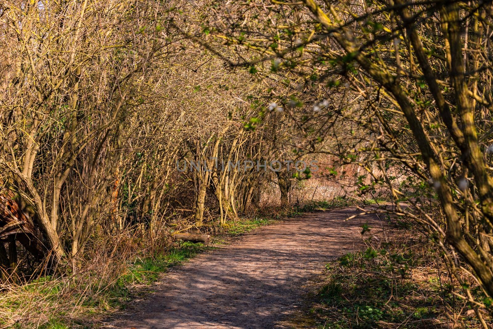 A rural path through bushes and trees in spring sunshine in Germany
