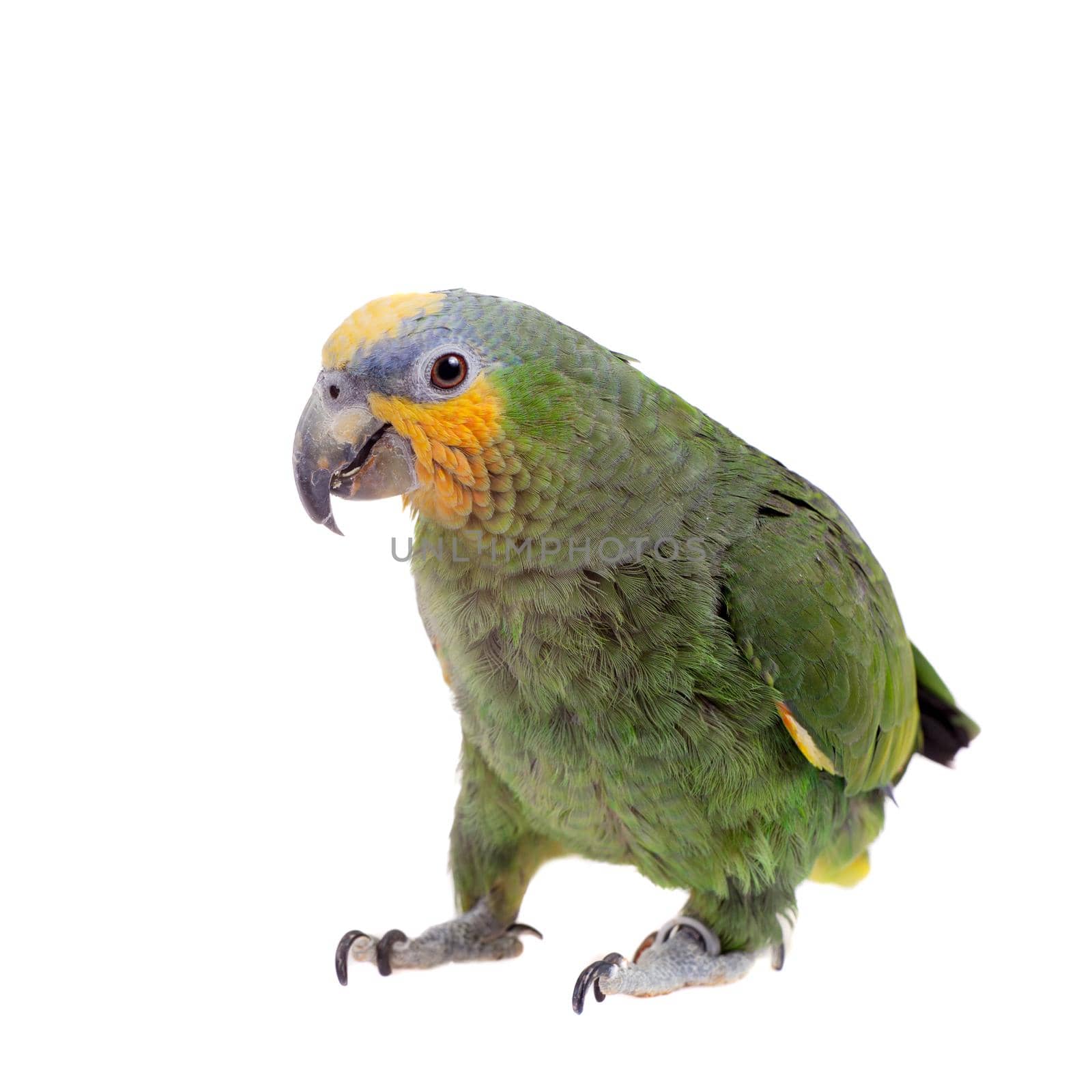 Orange-winged amazon, Amazona amazonika, isolated on the white background