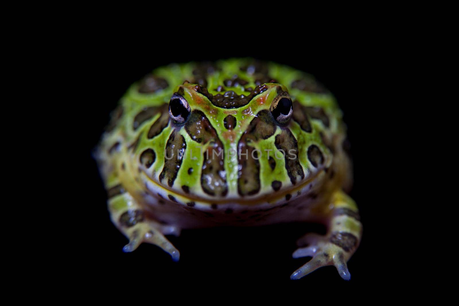 The Argentine horned froglet, Ceratophrys ornata, isolated on black background