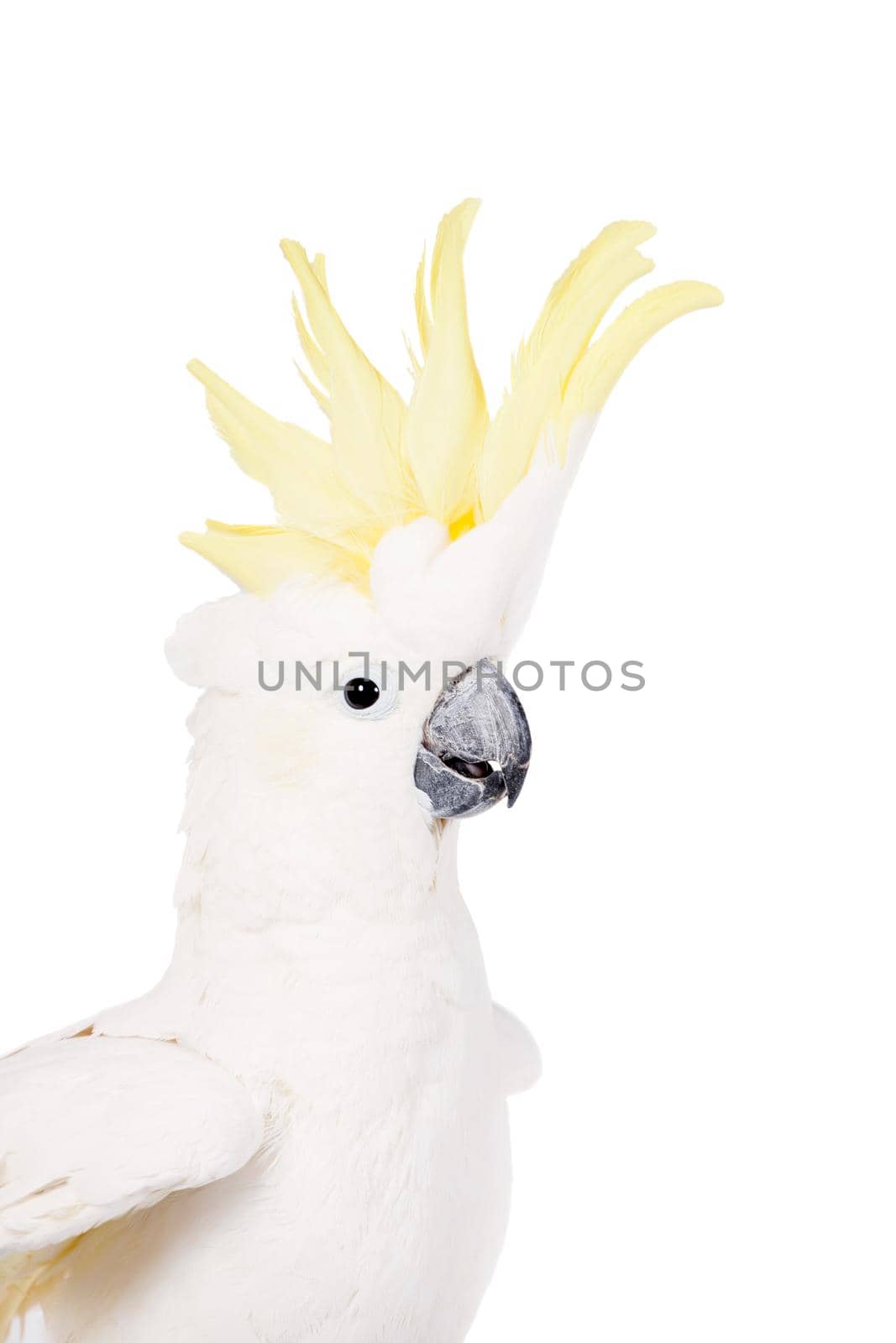Sulphur-crested Cockatoo, Cacatua galerita, isolated over white background