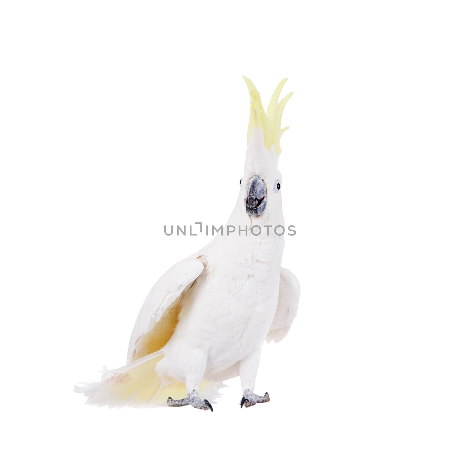 Sulphur-crested Cockatoo, Cacatua galerita, isolated over white background