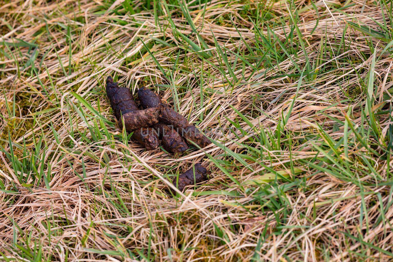 A pile of dark dog poop on a grassy area in winter
