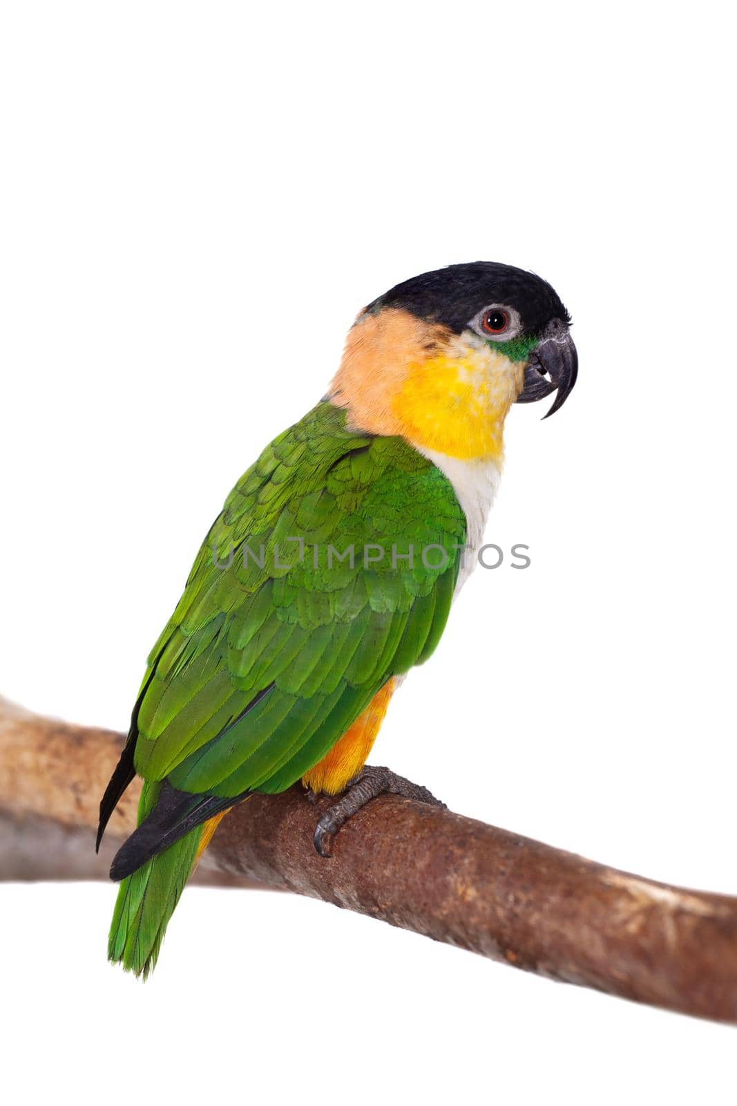 The black-headed caique, Pionites melanocephalus, on white background