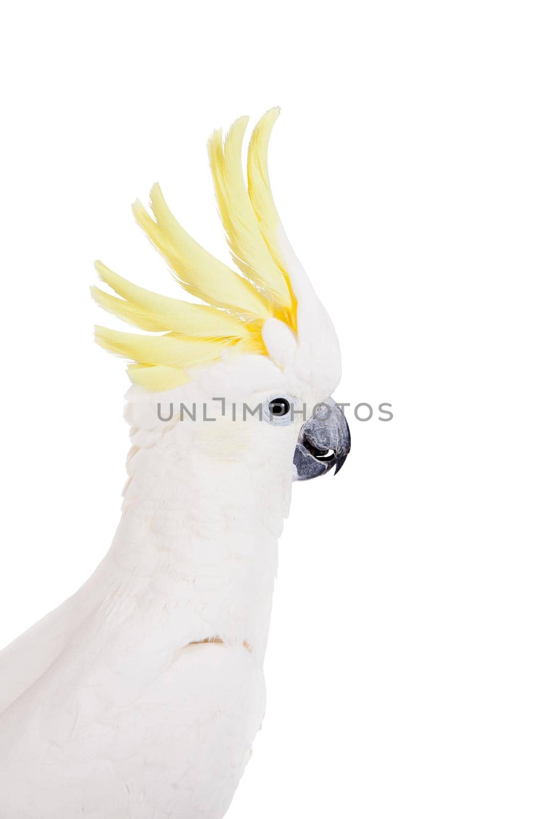 Sulphur-crested Cockatoo, Cacatua galerita, isolated over white background