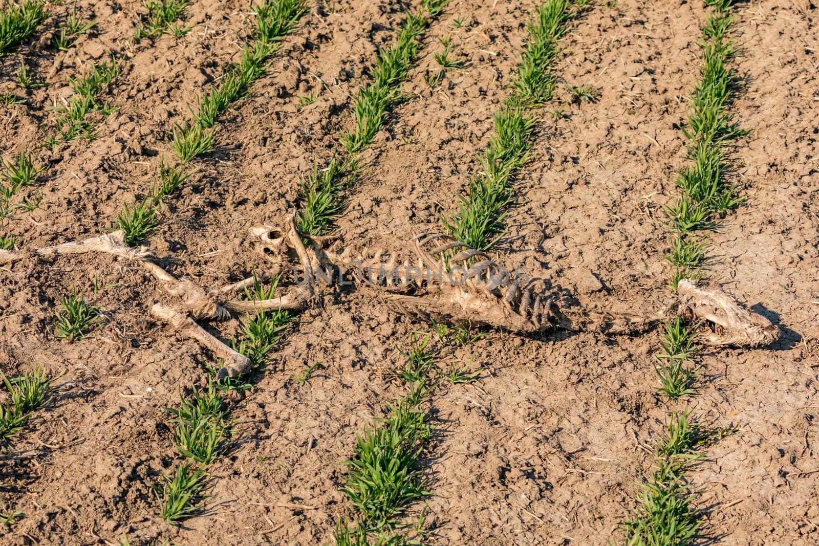 A skeleton of a large dead mammal in a field of plants