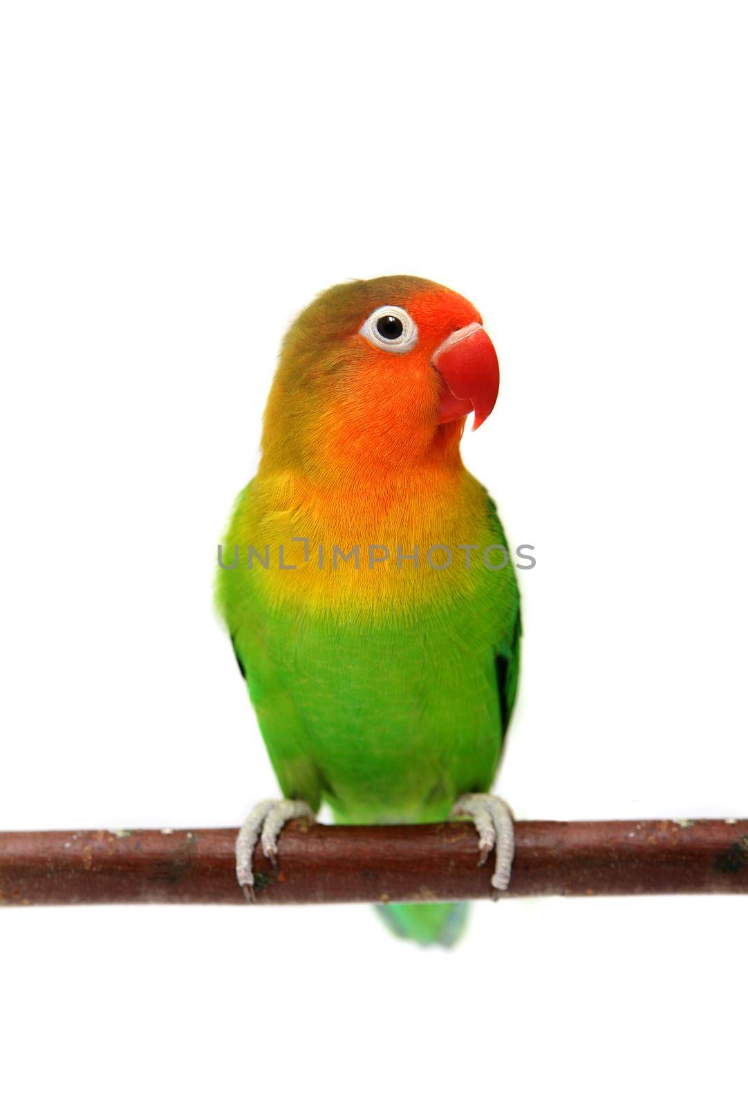 Lovebird isolated on white, Agapornis fischeri, Fischer's Lovebird Clarified a morph