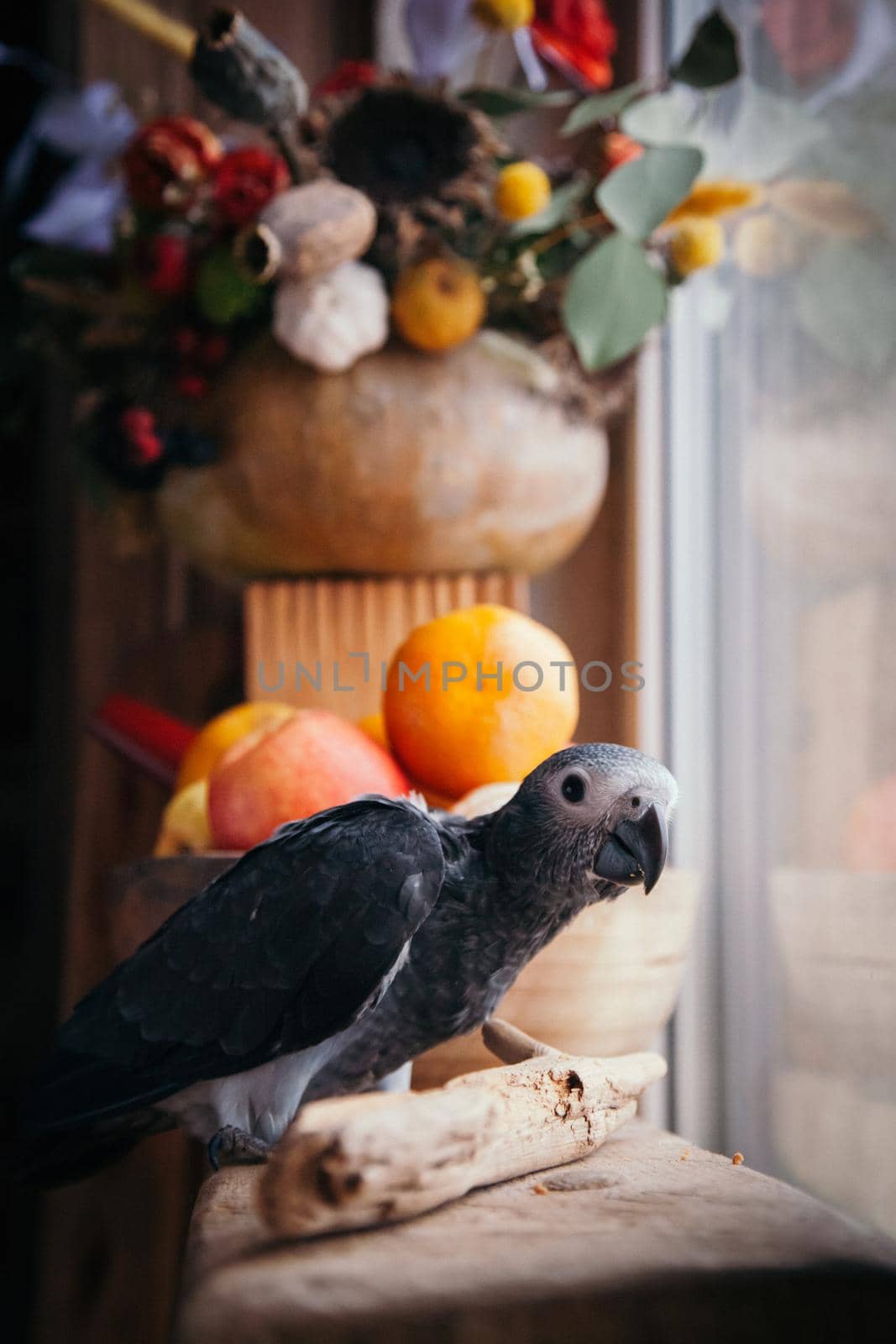 Timneh African Grey Parrot, Psittacus erithacus timneh, selebrates Haloween