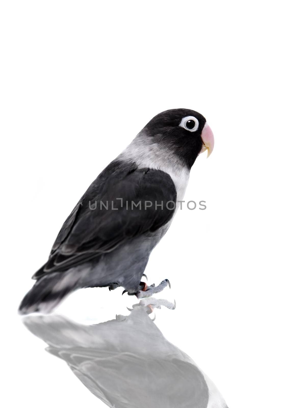 Black masked lovebird isolated on the white background