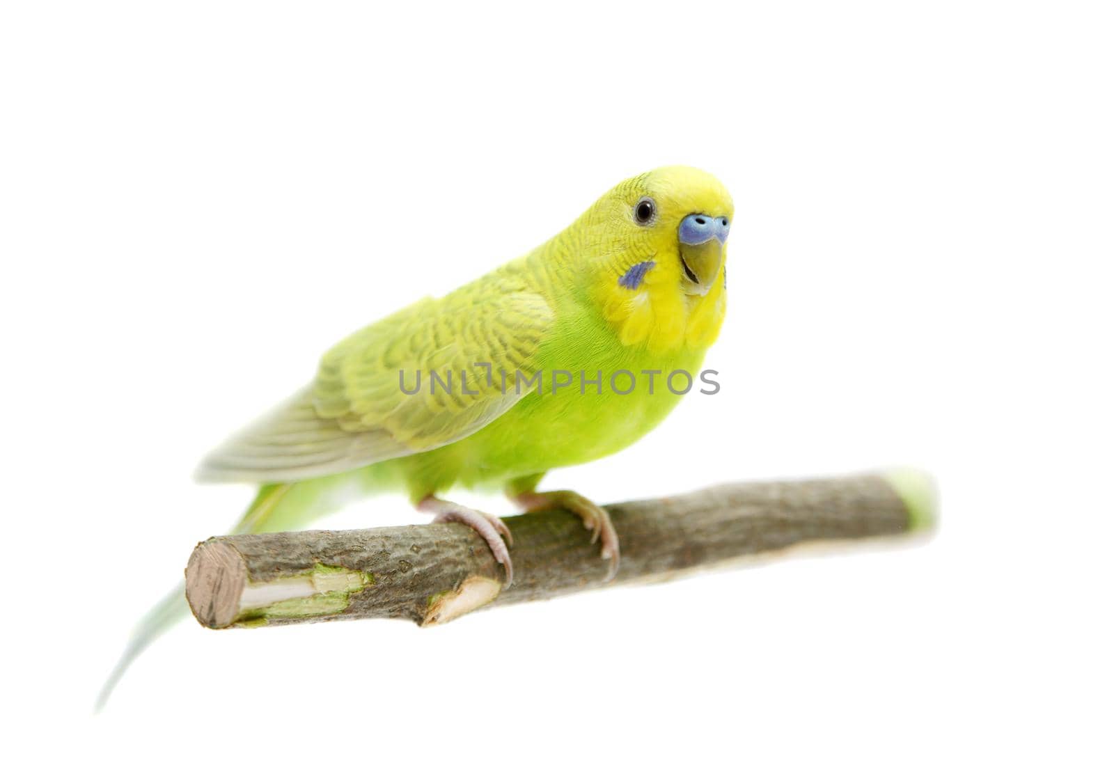 Budgie female isolated on the white background