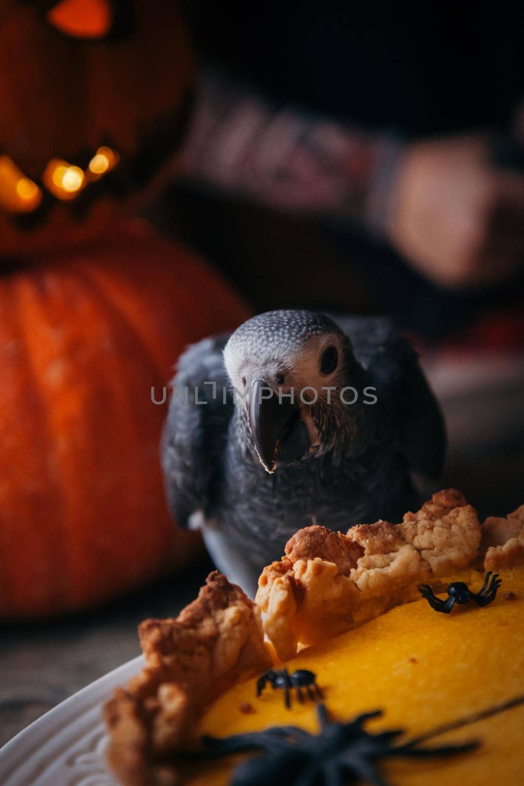 Happy Halloween. African Grey Parrot baby with a pie and pumpkins by RosaJay