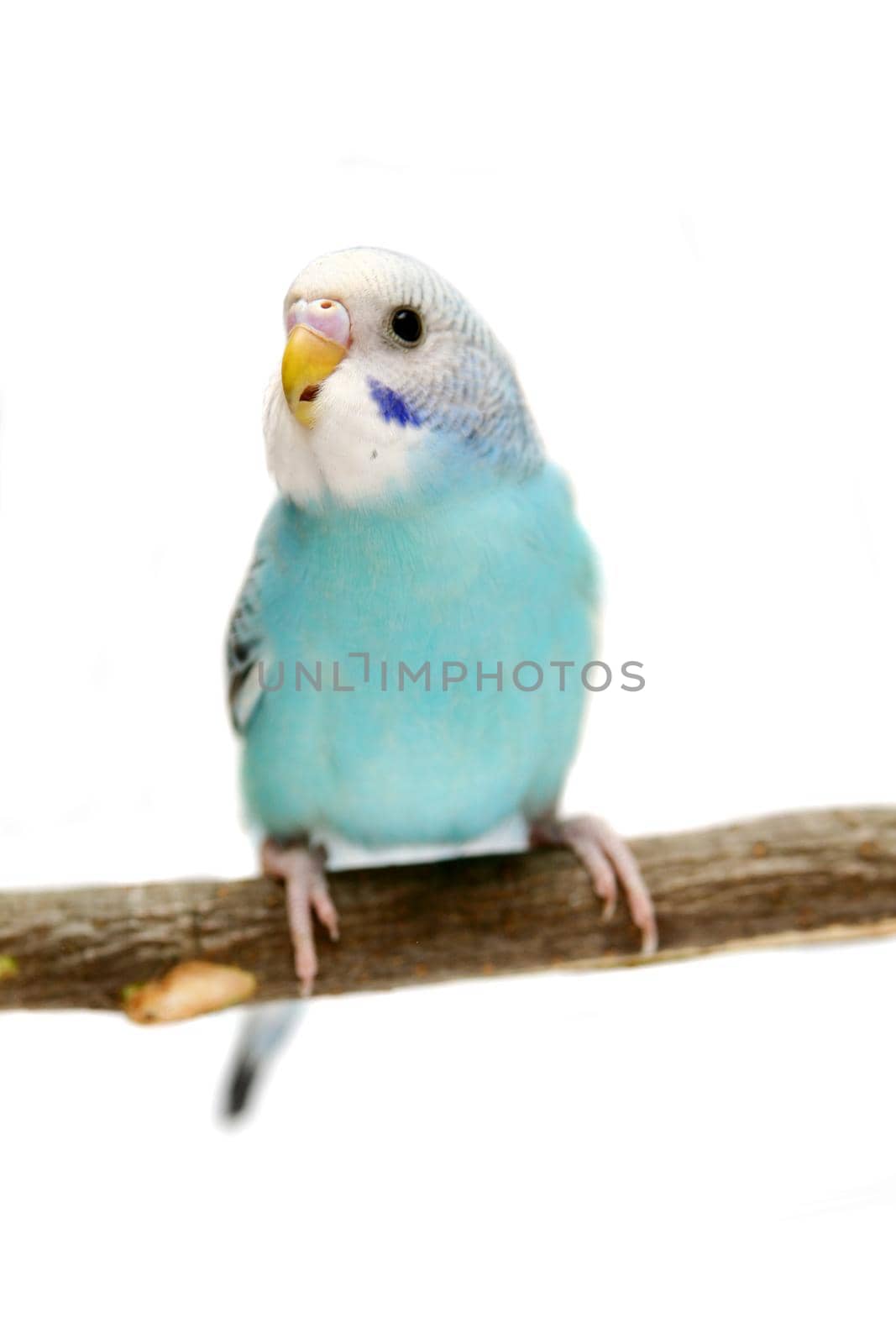 Budgie 1,5 mounths isolated on the white background