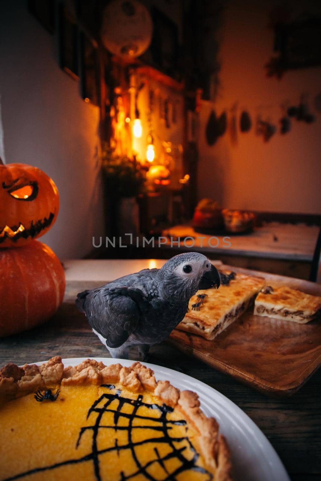 Happy Halloween. African Grey Parrot baby with a pie and pumpkins by RosaJay