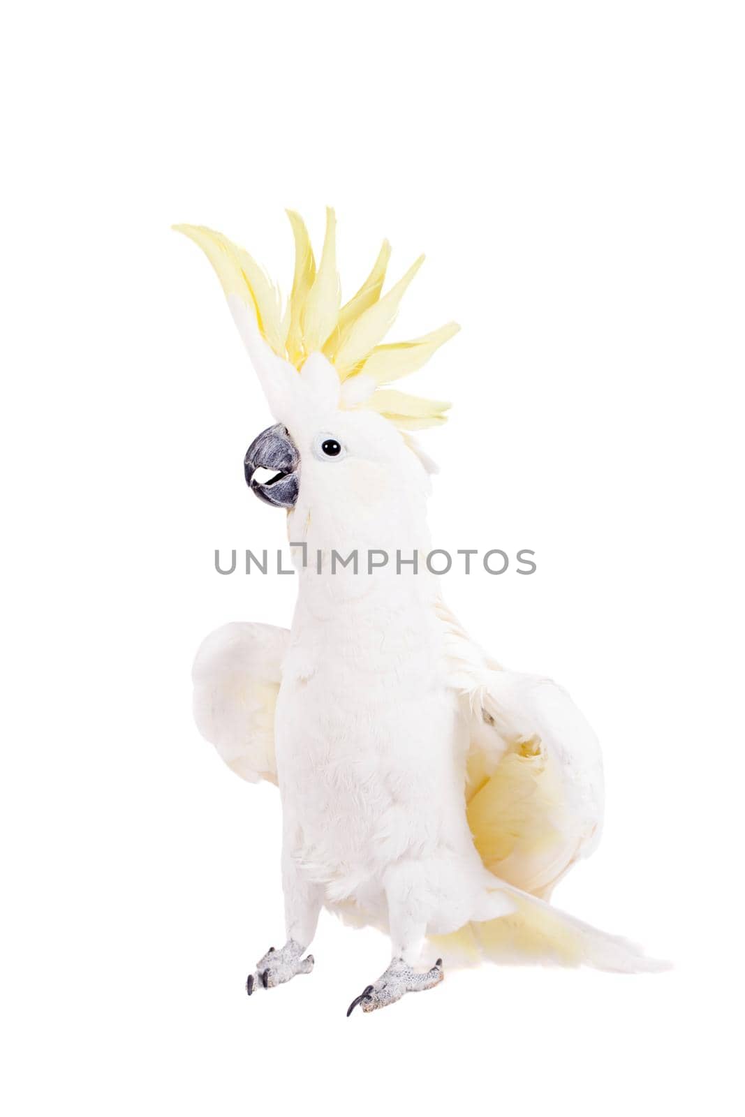 Sulphur-crested Cockatoo, Cacatua galerita, isolated over white background