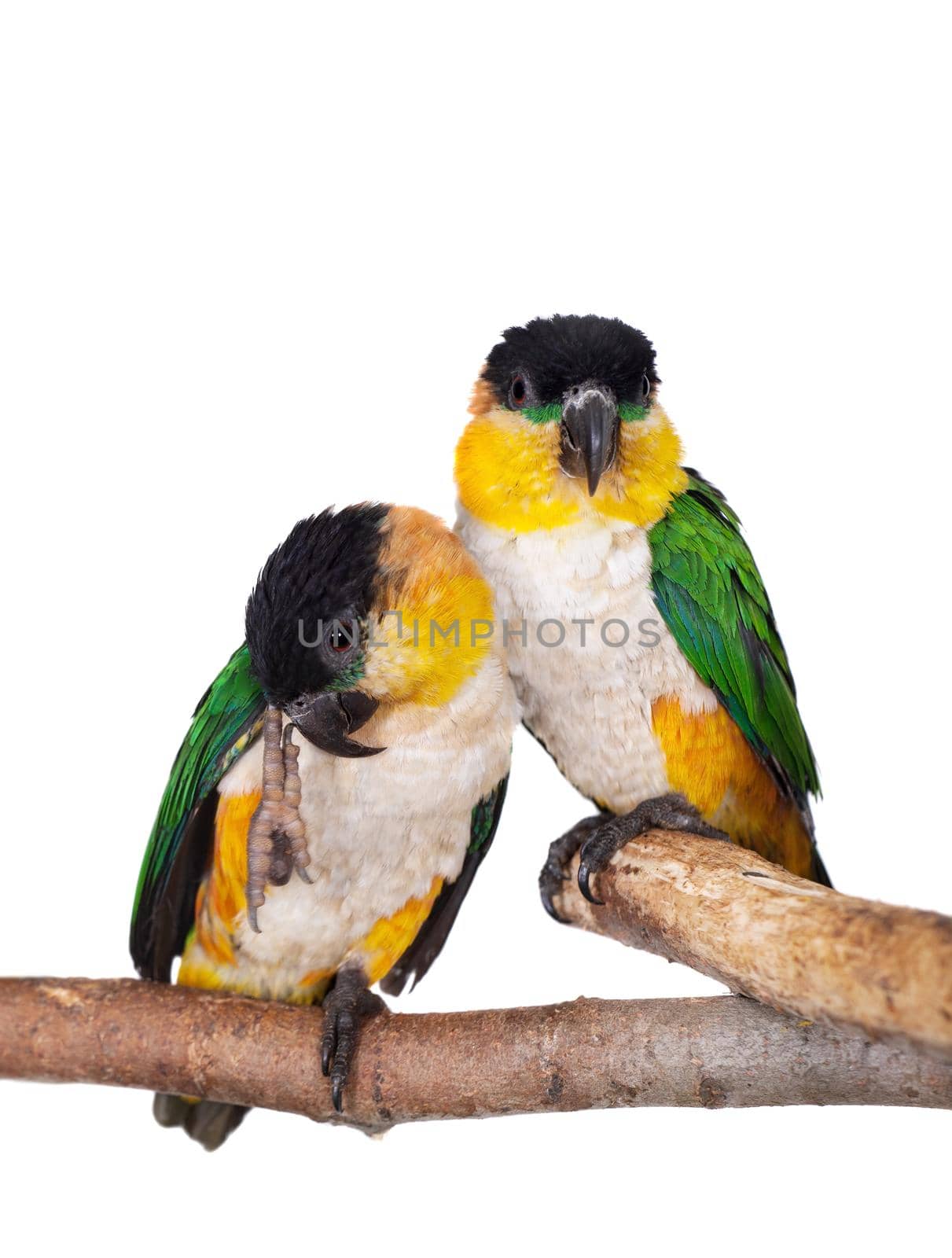 The black-headed caique, Pionites melanocephalus, on white background