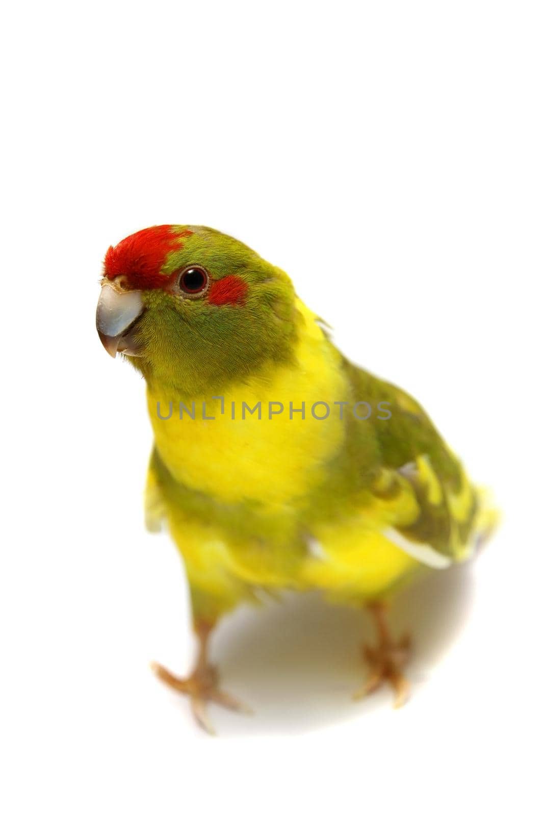 Red-fronted Kakariki parakeet, Cyanoramphus novaezelandiae, cinnamon motley colored, isolated on white