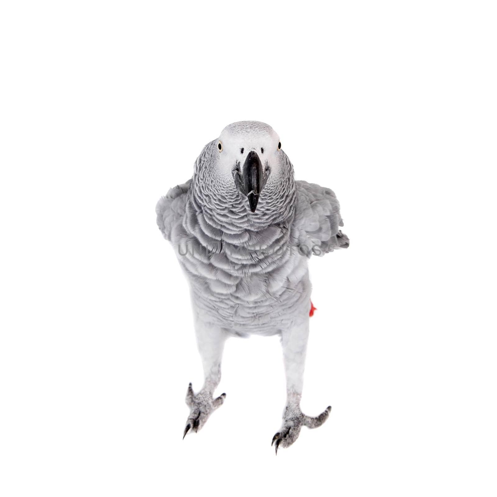 African Grey Parrot, Psittacus erithacus, isolated on white background