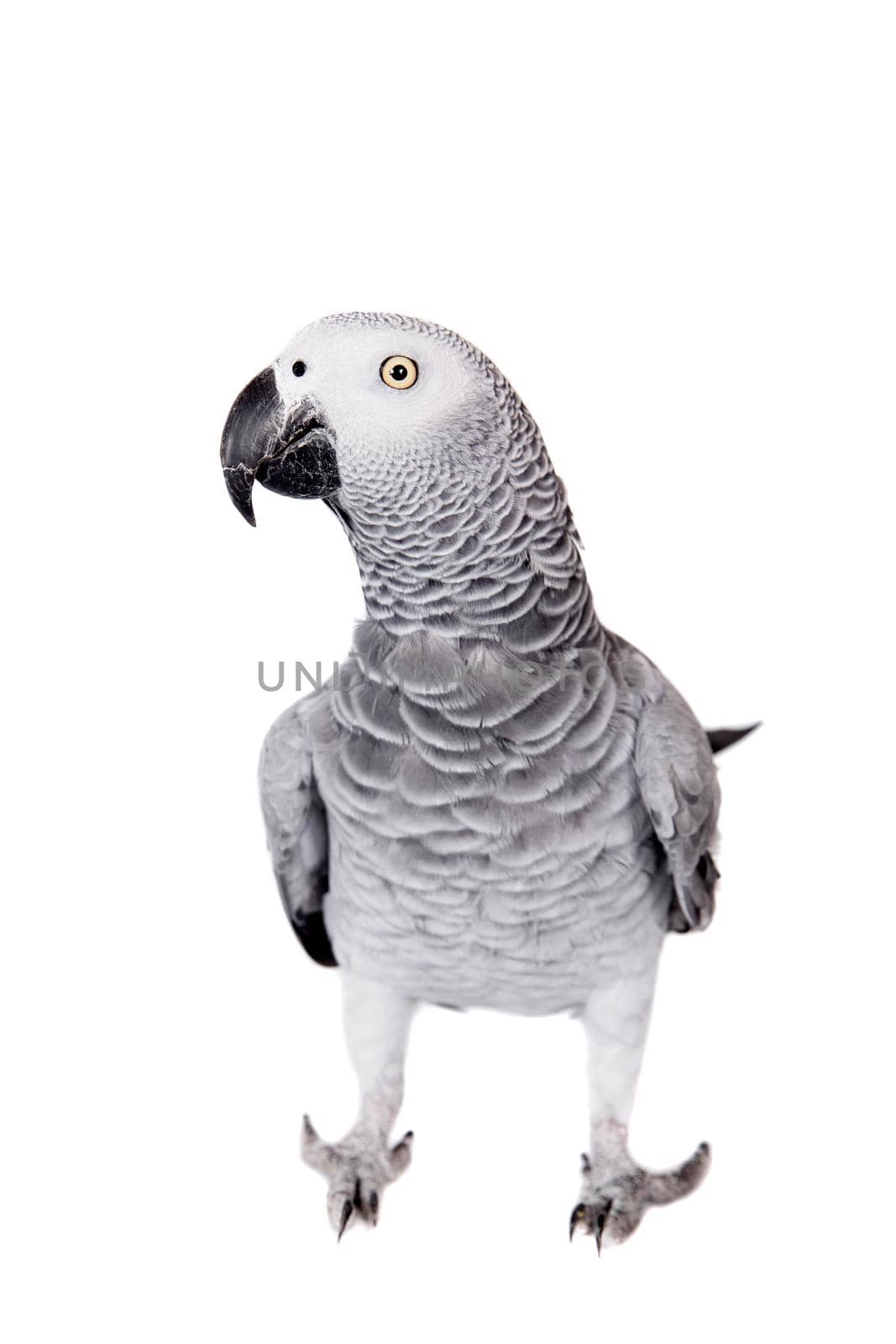 African Grey Parrot, Psittacus erithacus, isolated on white background