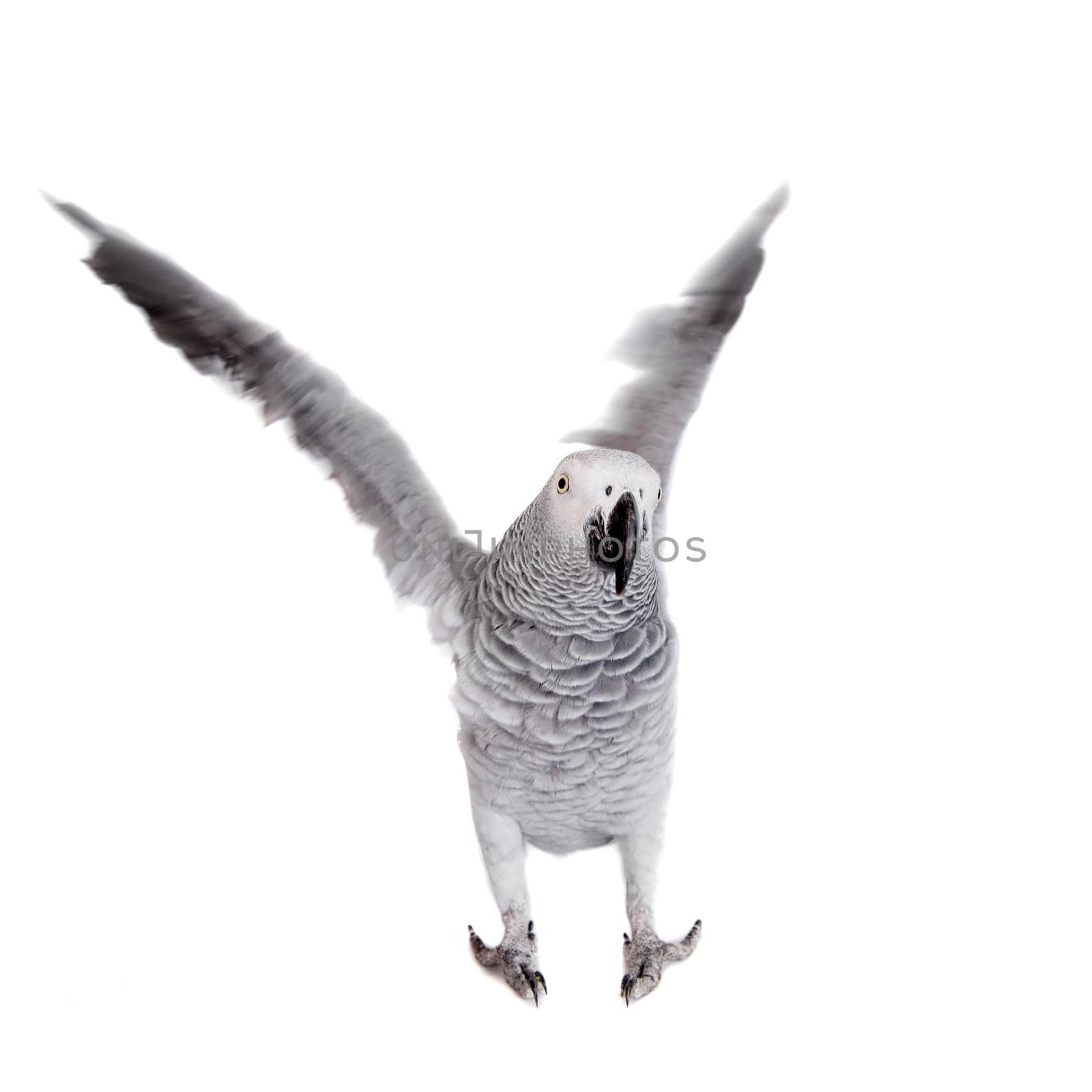 African Grey Parrot, Psittacus erithacus, isolated on white background