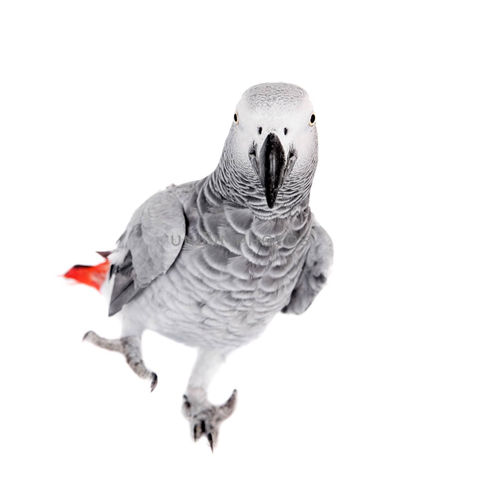 African Grey Parrot, isolated on white background by RosaJay