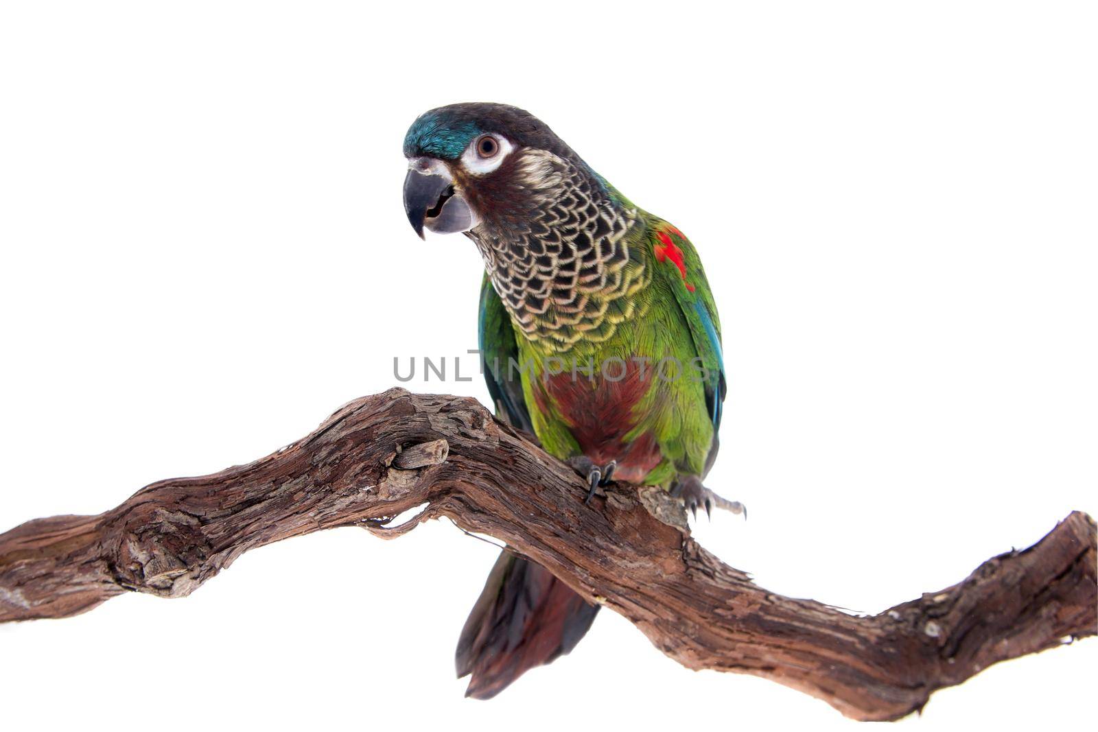 The painted conure, pyrrhura picta, on white by RosaJay
