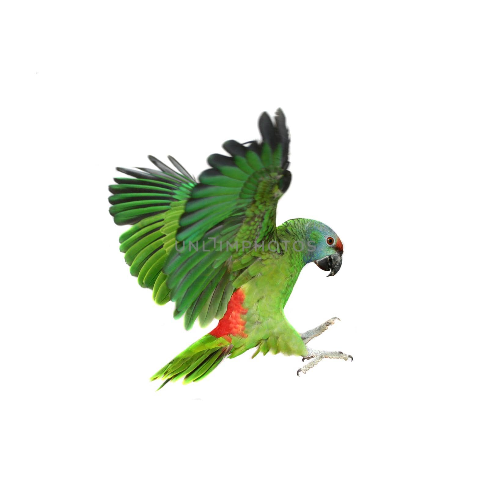 Flying festival Amazon parrot on white by RosaJay